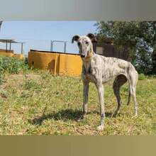 MILONGA, Hund, Galgo Español in Spanien - Bild 3