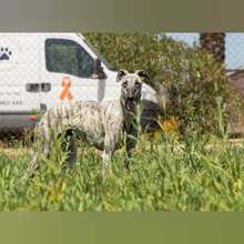 MILONGA, Hund, Galgo Español in Spanien - Bild 4