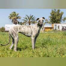 MILONGA, Hund, Galgo Español in Spanien - Bild 5