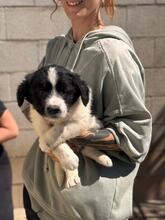 OLAF, Hund, Wasserhund-Mix in Spanien - Bild 2