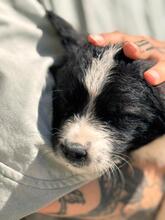 OLAF, Hund, Wasserhund-Mix in Spanien - Bild 3