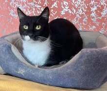 ZORO, Katze, Europäisch Kurzhaar in Belgien - Bild 1