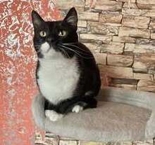 ZORO, Katze, Europäisch Kurzhaar in Belgien - Bild 10