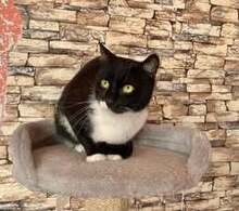 ZORO, Katze, Europäisch Kurzhaar in Belgien - Bild 12
