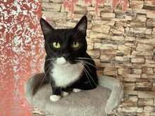 ZORO, Katze, Europäisch Kurzhaar in Belgien - Bild 14