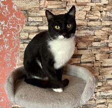 ZORO, Katze, Europäisch Kurzhaar in Belgien - Bild 4