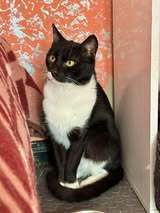 ZORO, Katze, Europäisch Kurzhaar in Belgien - Bild 6