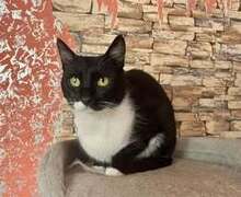 ZORO, Katze, Europäisch Kurzhaar in Belgien - Bild 7