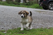 LOTTI, Hund, Mischlingshund in Griechenland - Bild 1