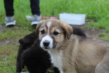 LOTTI, Hund, Mischlingshund in Griechenland - Bild 2