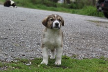LOTTI, Hund, Mischlingshund in Griechenland - Bild 3