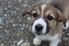 LOTTI, Hund, Mischlingshund in Griechenland - Bild 4