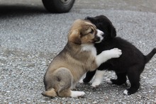 LOTTI, Hund, Mischlingshund in Griechenland - Bild 5