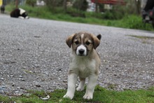 LOTTI, Hund, Mischlingshund in Griechenland - Bild 6