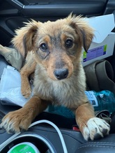POLLY, Hund, Mischlingshund in Bulgarien - Bild 1