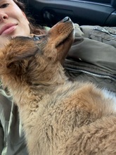 POLLY, Hund, Mischlingshund in Bulgarien - Bild 2