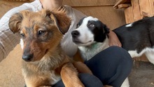 POLLY, Hund, Mischlingshund in Bulgarien - Bild 3