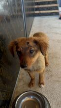 POLLY, Hund, Mischlingshund in Bulgarien - Bild 4
