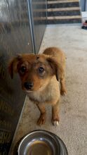POLLY, Hund, Mischlingshund in Bulgarien - Bild 5