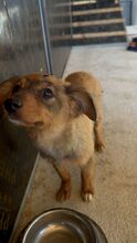 POLLY, Hund, Mischlingshund in Bulgarien - Bild 6