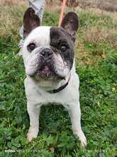 ULISES, Hund, Französische Bulldogge in Spanien - Bild 1