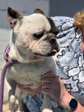 ULISES, Hund, Französische Bulldogge in Spanien - Bild 2