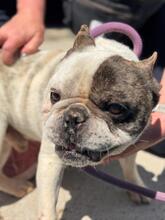 ULISES, Hund, Französische Bulldogge in Spanien - Bild 3