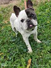 ULISES, Hund, Französische Bulldogge in Spanien - Bild 4