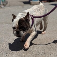 ULISES, Hund, Französische Bulldogge in Spanien - Bild 5