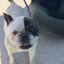 ULISES, Hund, Französische Bulldogge in Spanien - Bild 6