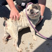 ULISES, Hund, Französische Bulldogge in Spanien - Bild 7