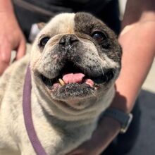 ULISES, Hund, Französische Bulldogge in Spanien - Bild 8