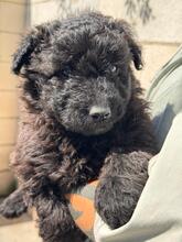 MOWGLI, Hund, Wasserhund-Mix in Spanien - Bild 1