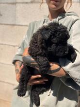 MOWGLI, Hund, Wasserhund-Mix in Spanien - Bild 2