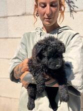 MOWGLI, Hund, Wasserhund-Mix in Spanien - Bild 3