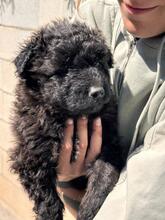 MOWGLI, Hund, Wasserhund-Mix in Spanien - Bild 4