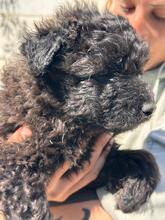 MOWGLI, Hund, Wasserhund-Mix in Spanien - Bild 5