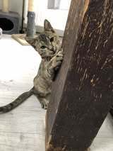 JOZA, Katze, Europäisch Kurzhaar in Langenhagen