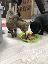JOZA, Katze, Europäisch Kurzhaar in Langenhagen - Bild 10
