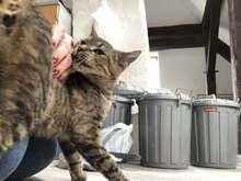 JOZA, Katze, Europäisch Kurzhaar in Langenhagen - Bild 2