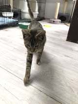 JOZA, Katze, Europäisch Kurzhaar in Langenhagen - Bild 3