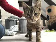 JOZA, Katze, Europäisch Kurzhaar in Langenhagen - Bild 4
