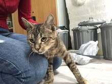 JOZA, Katze, Europäisch Kurzhaar in Langenhagen - Bild 5