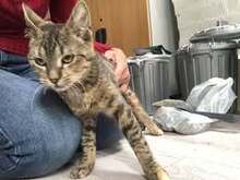 JOZA, Katze, Europäisch Kurzhaar in Langenhagen - Bild 6