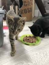 JOZA, Katze, Europäisch Kurzhaar in Langenhagen - Bild 7