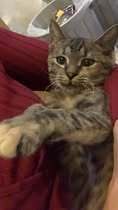 JOZA, Katze, Europäisch Kurzhaar in Langenhagen - Bild 8