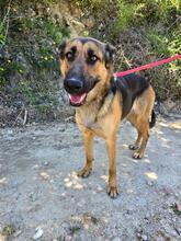 LISA, Hund, Deutscher Schäferhund in Spanien - Bild 1