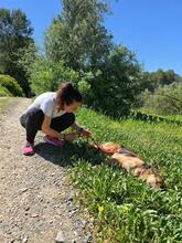 LISA, Hund, Deutscher Schäferhund in Spanien - Bild 2