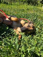 LISA, Hund, Deutscher Schäferhund in Spanien - Bild 3