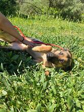 LISA, Hund, Deutscher Schäferhund in Spanien - Bild 5